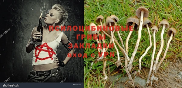 стаф Новодвинск